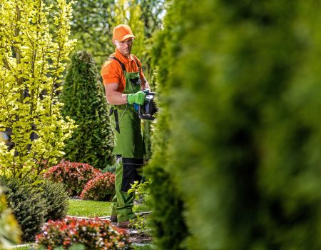 grünschnitt hecken schneiden grünpflege firma suhl grünschnitt hecken schneiden grünpflege firma suhl
